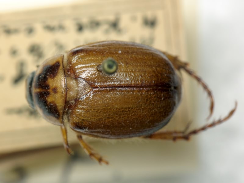 Anomala errans (Fabricius, 1775)